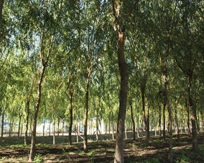 上海柳树育苗